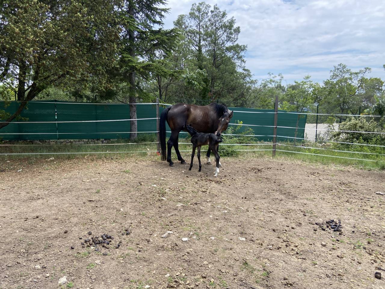 Mare Oldenburg For sale 2012 Bay