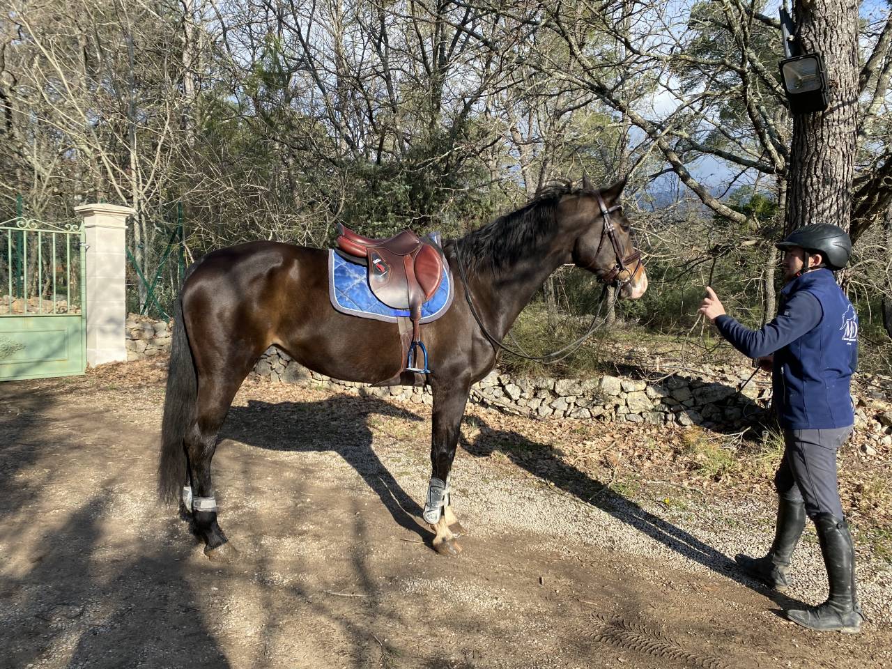 Mare Oldenburg For sale 2012 Bay