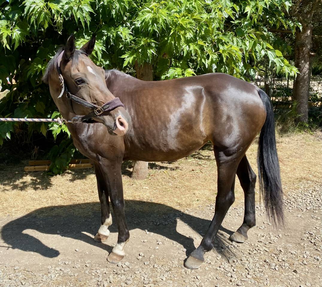 Mare Oldenburg For sale 2012 Bay