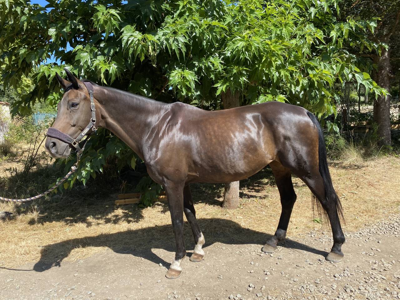 Mare Oldenburg For sale 2012 Bay