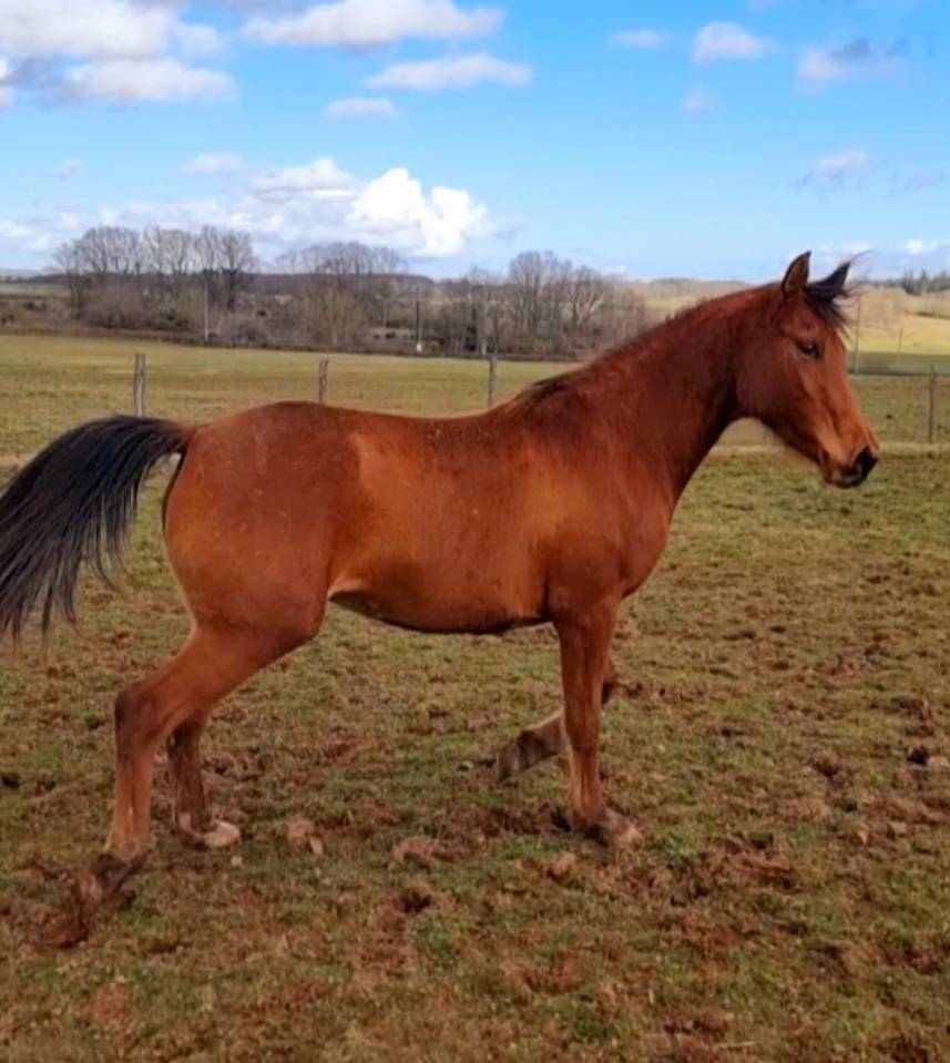 Filly Arabian Thoroughbred For sale 2022 Bay