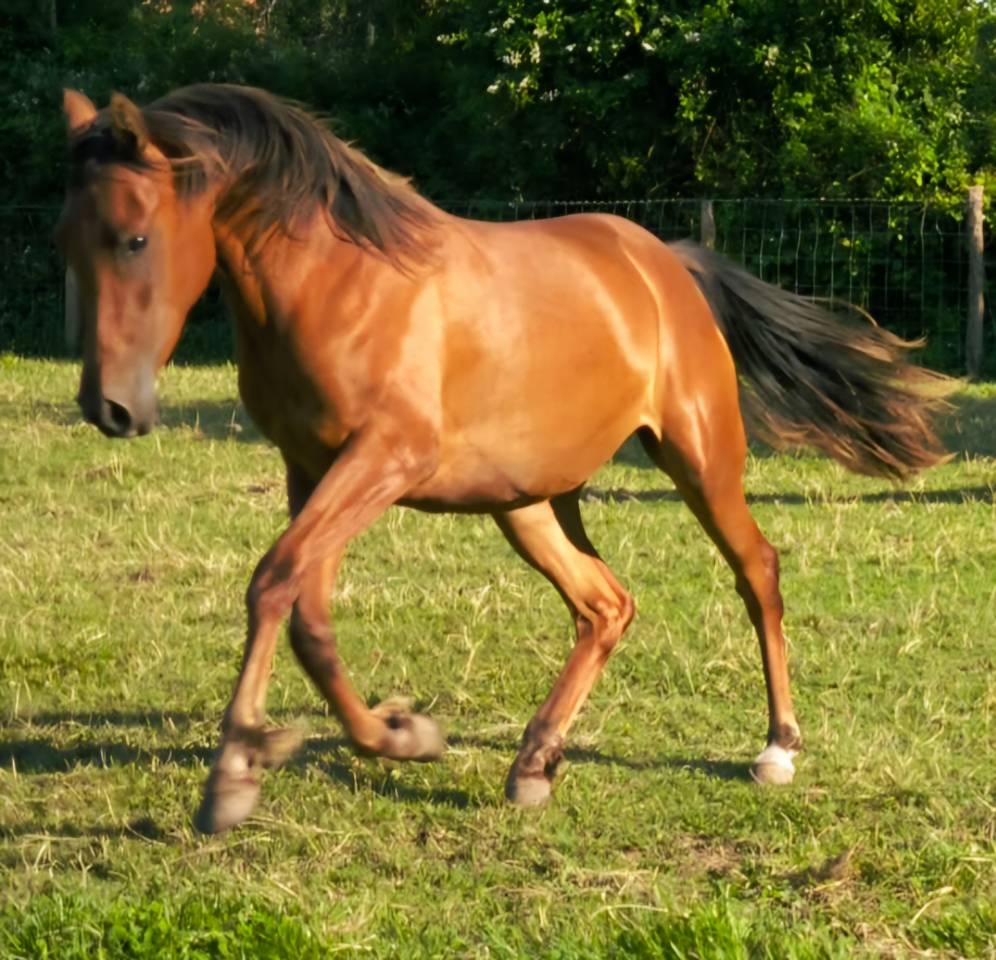 Filly Arabian Thoroughbred For sale 2022 Bay