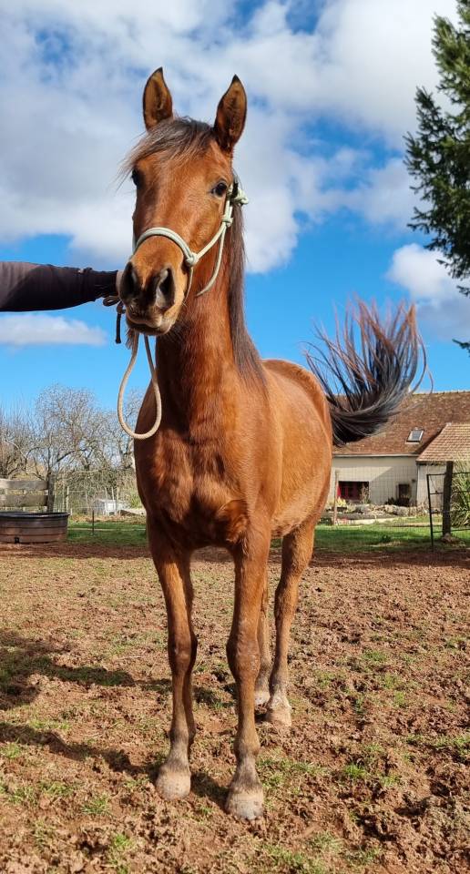 Filly Arabian Thoroughbred For sale 2022 Bay