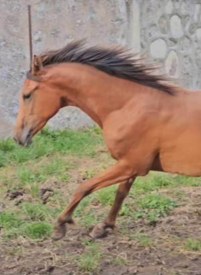 Filly Arabian Thoroughbred For sale 2022 Bay