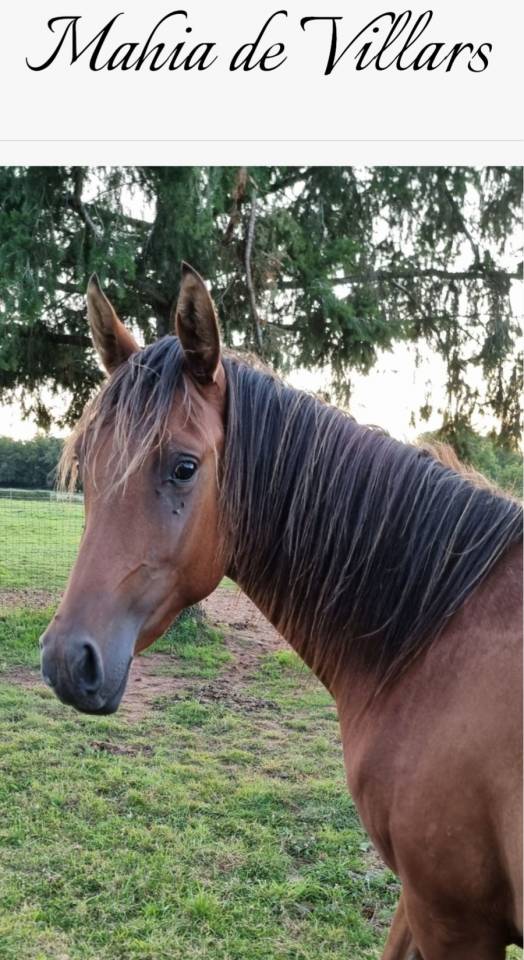 Filly Arabian Thoroughbred For sale 2022 Bay