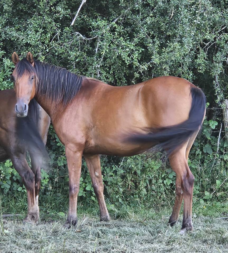 Filly Arabian Thoroughbred For sale 2022 Bay