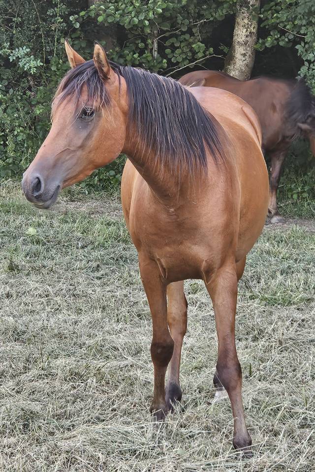 Filly Arabian Thoroughbred For sale 2022 Bay
