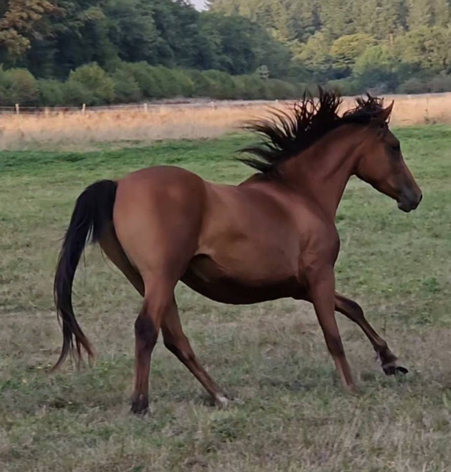 Filly Arabian Thoroughbred For sale 2022 Bay