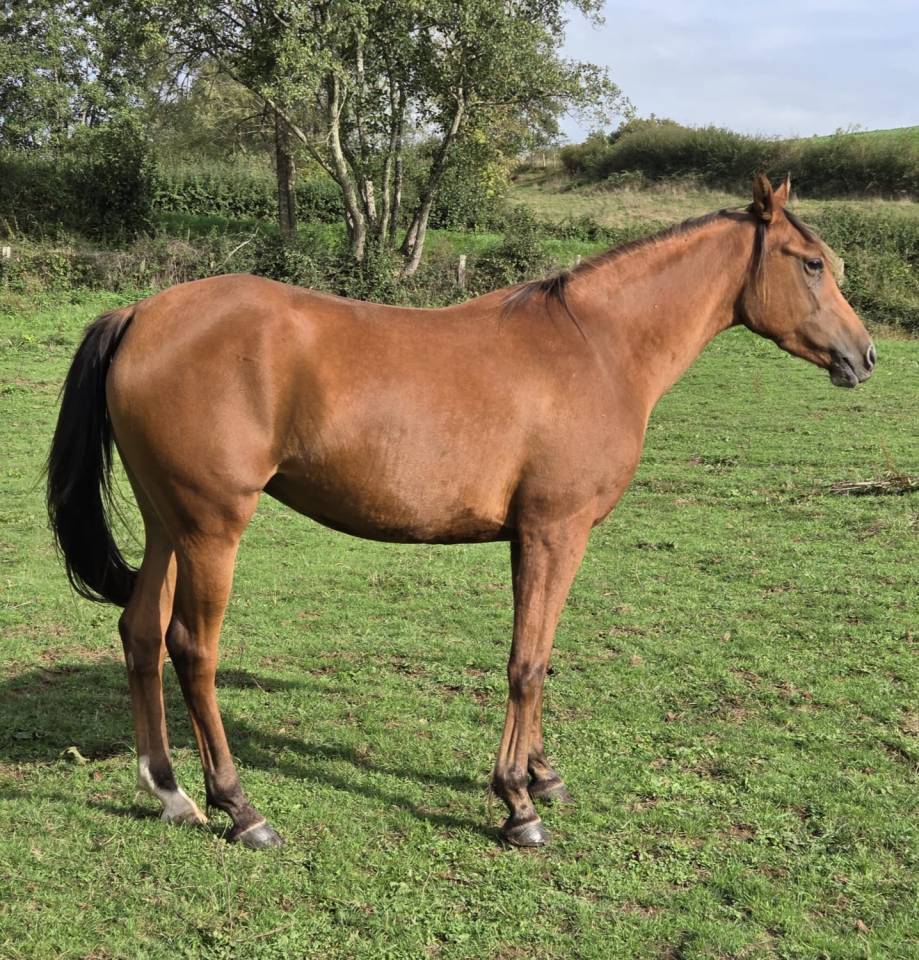 Filly Arabian Thoroughbred For sale 2022 Bay