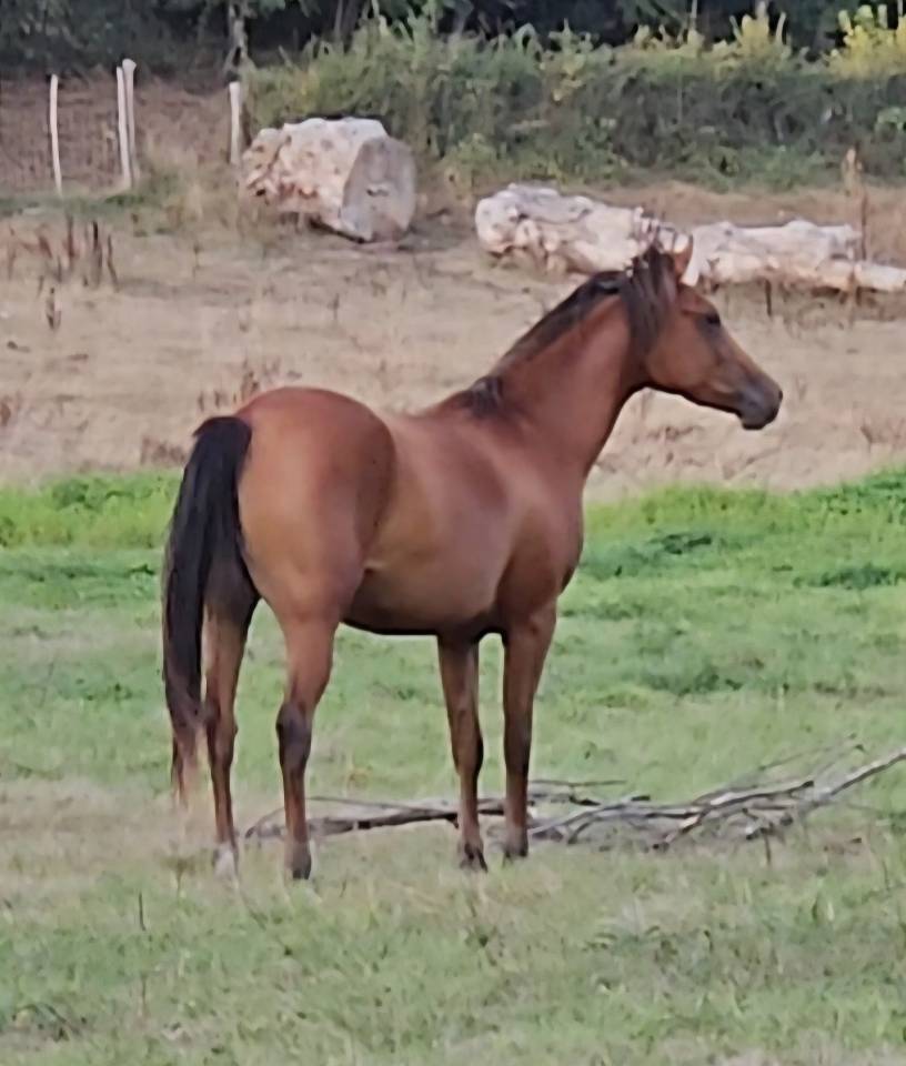 Filly Arabian Thoroughbred For sale 2022 Bay