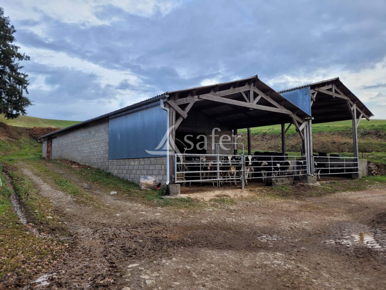 Dairy farm  Cantal