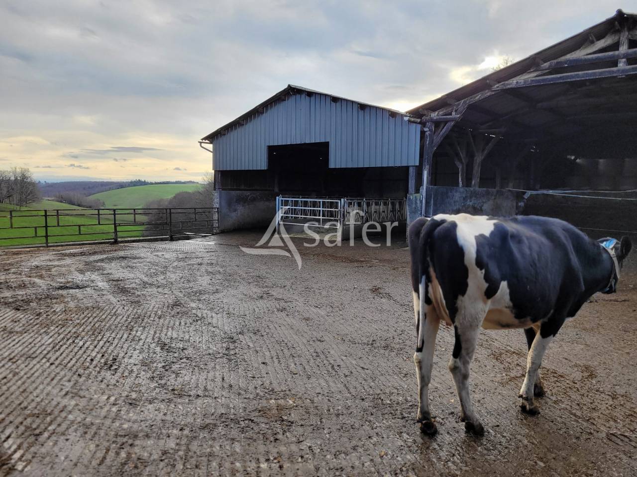 Dairy farm  Cantal