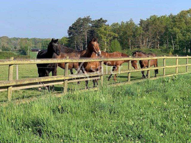 Equestrian property  Eure