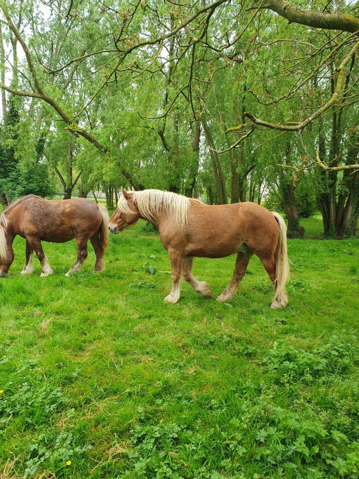 Gelding Comtois For sale 2022 Chesnut