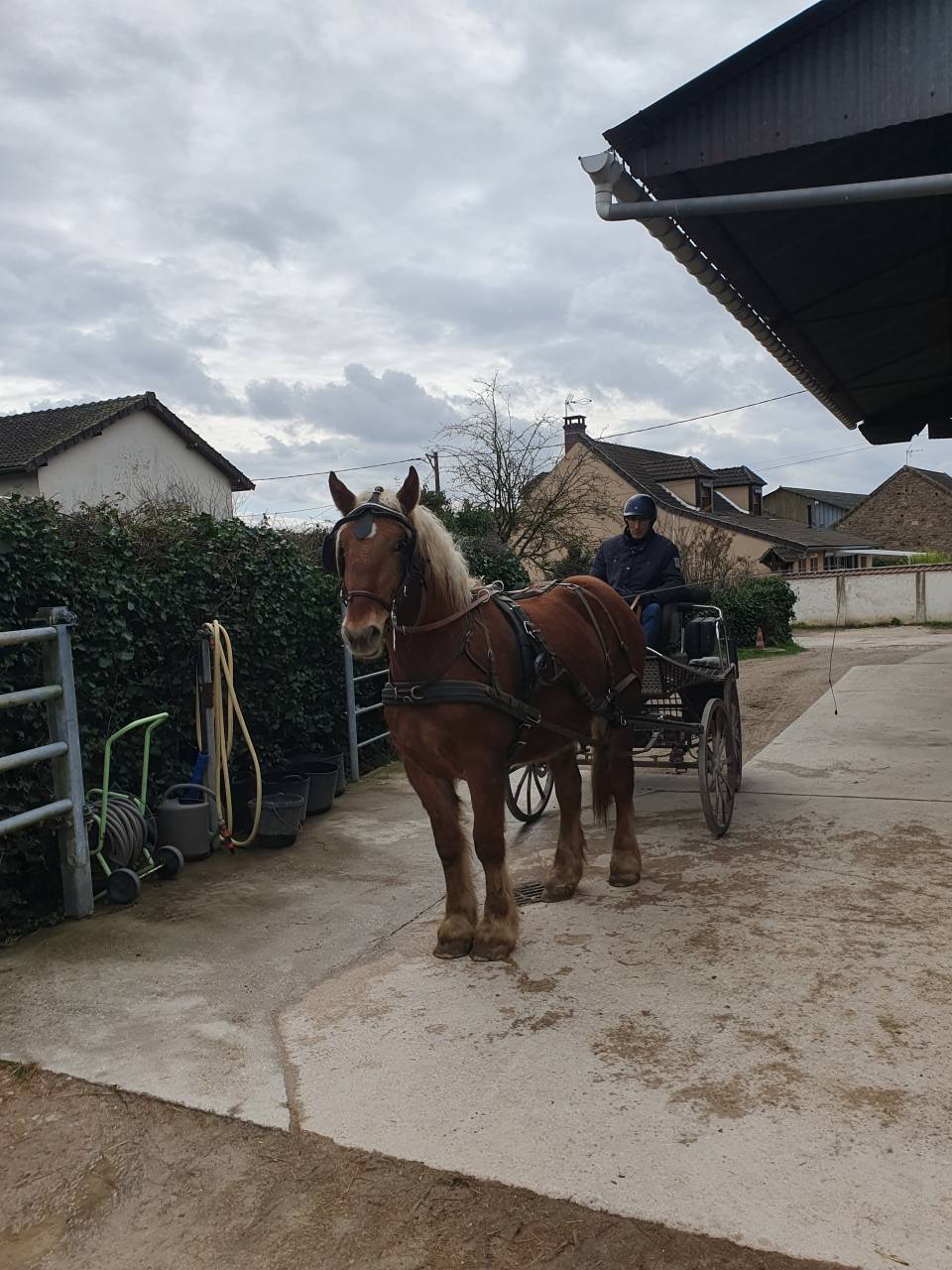 Gelding Comtois For sale 2022 Chesnut