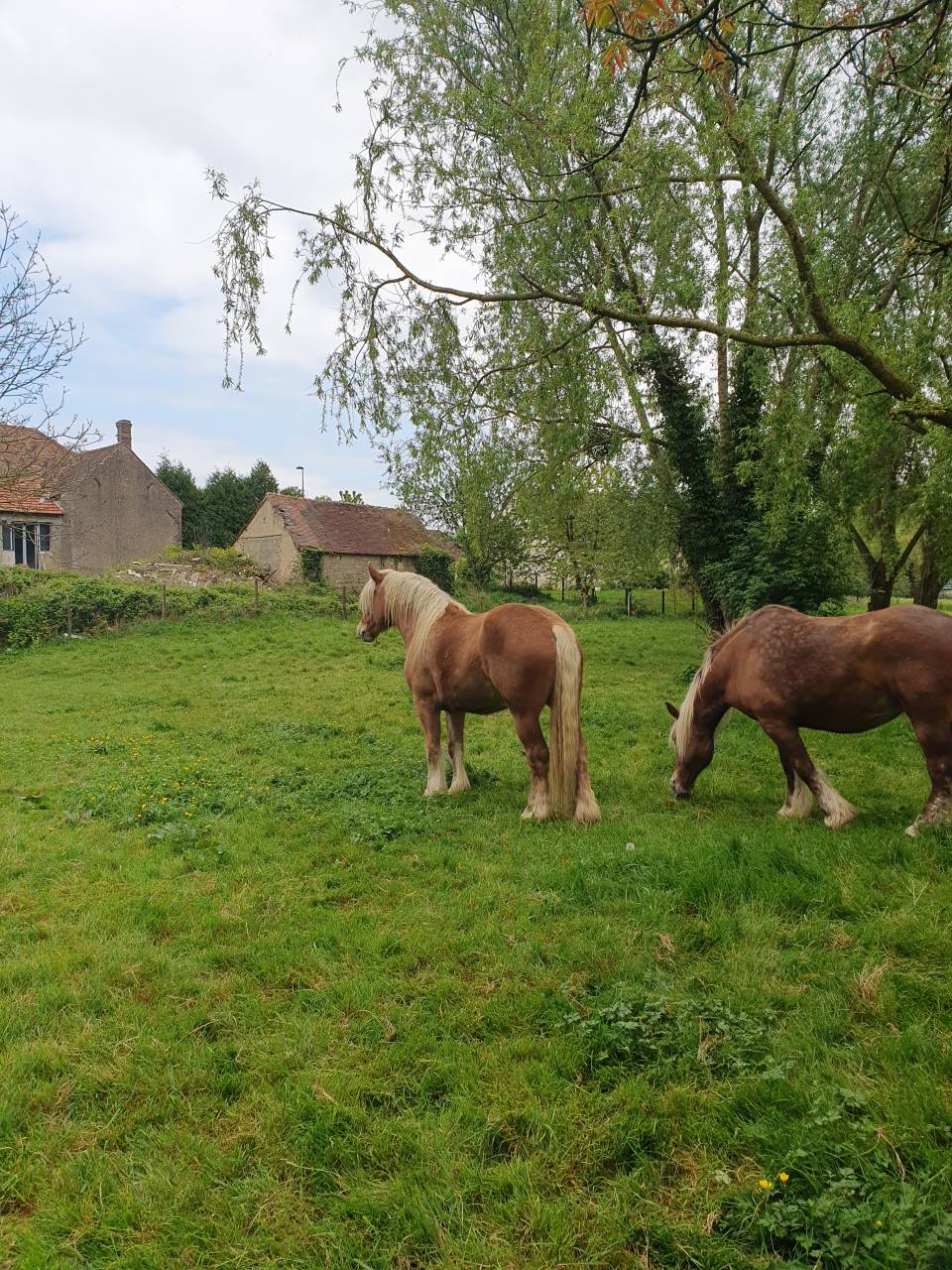 Gelding Comtois For sale 2022 Chesnut