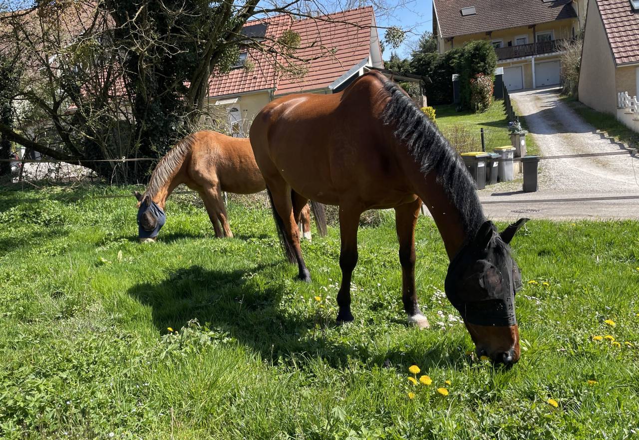 Luxurious equestrian property  Haute-Saône