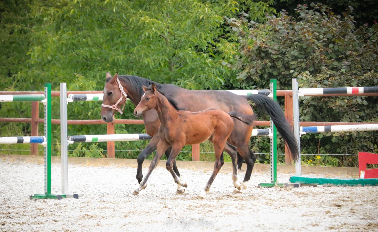 Colt Zangersheide For sale 2025 Dark Bay