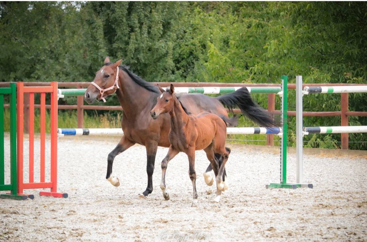 Colt Zangersheide For sale 2025 Dark Bay