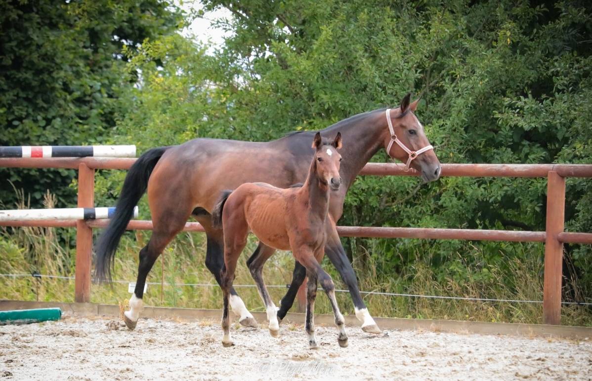 Colt Zangersheide For sale 2025 Dark Bay