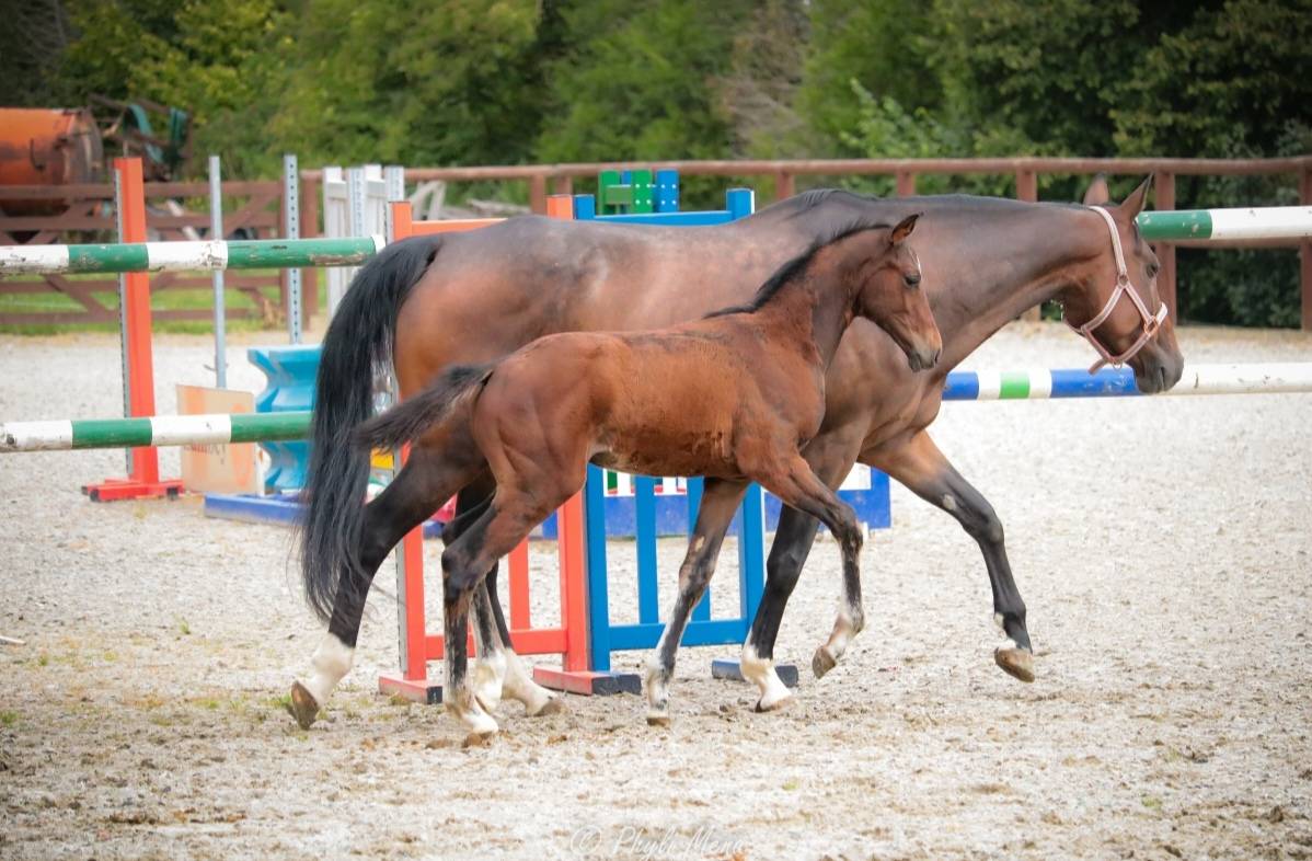 Colt Zangersheide For sale 2025 Dark Bay