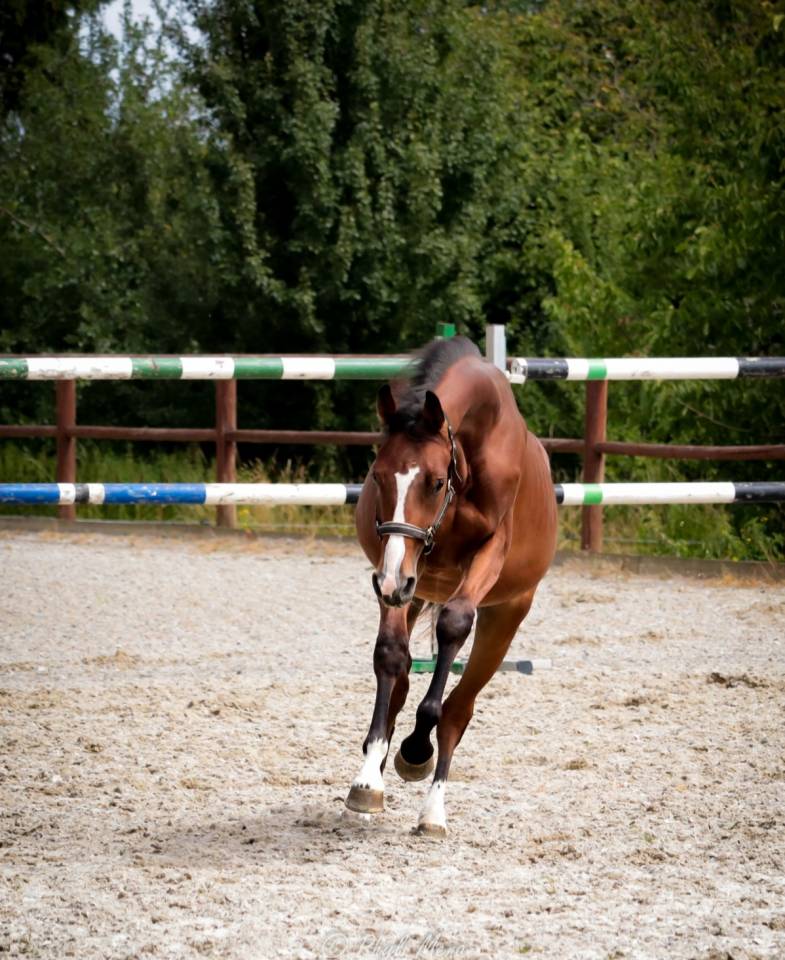 Entire Selle Français For sale 2023 Dark Bay