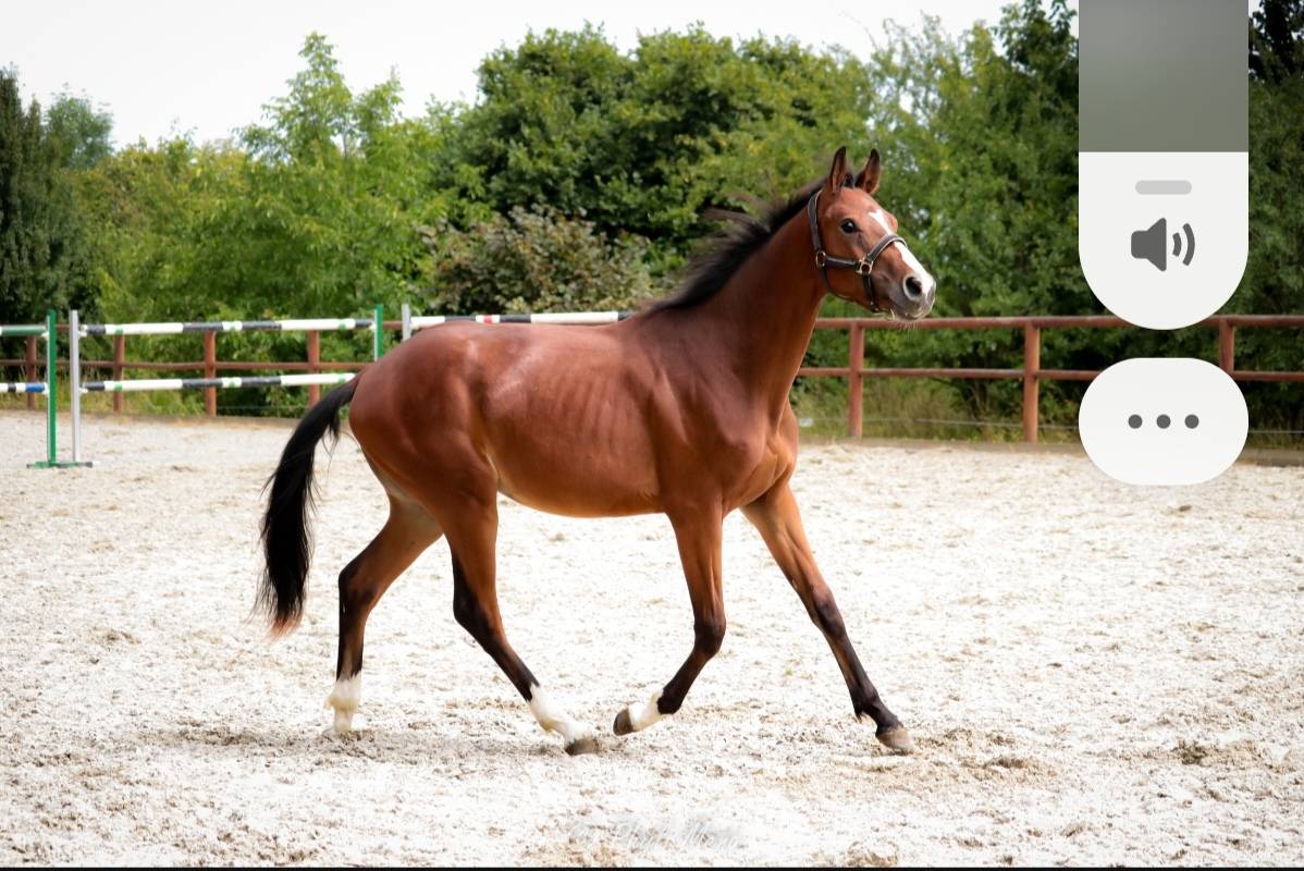 Entire Selle Français For sale 2023 Dark Bay