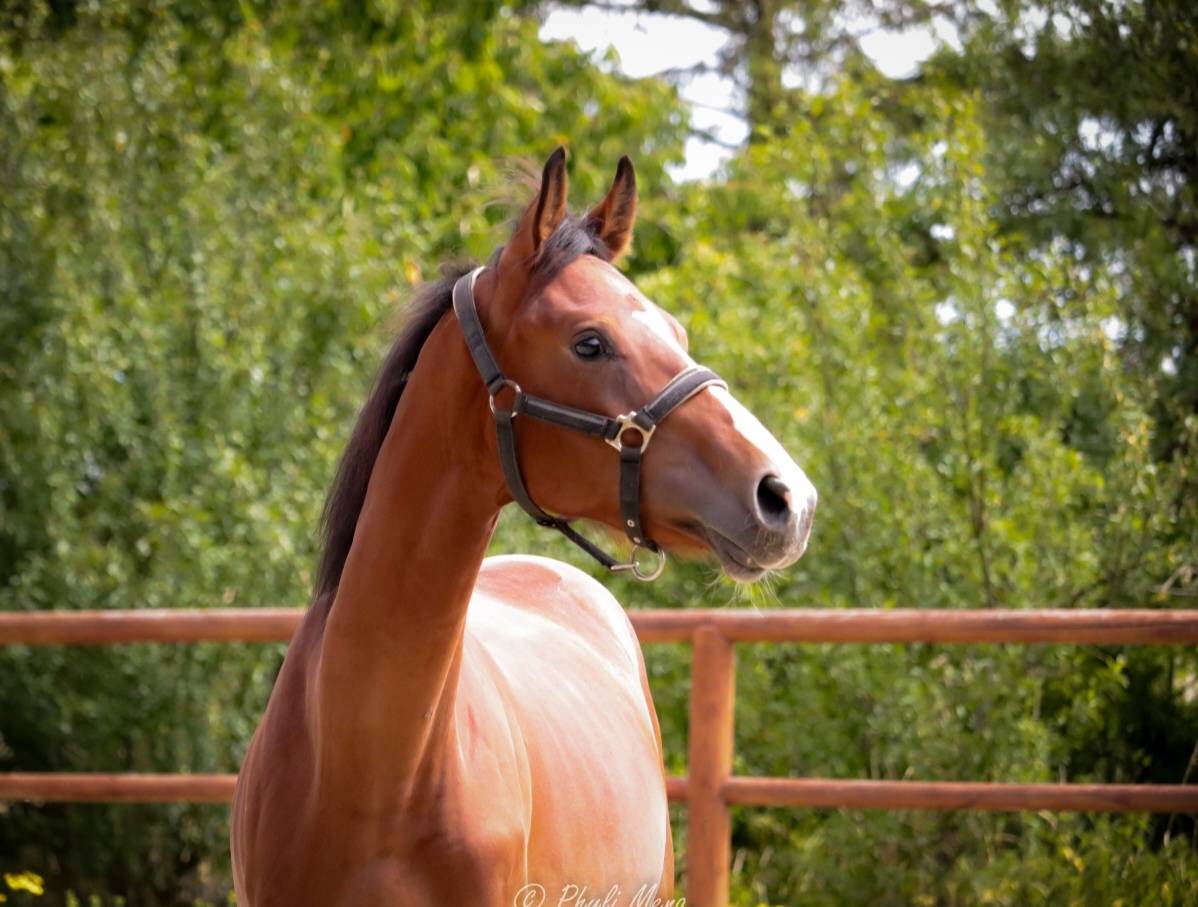 Entire Selle Français For sale 2023 Dark Bay