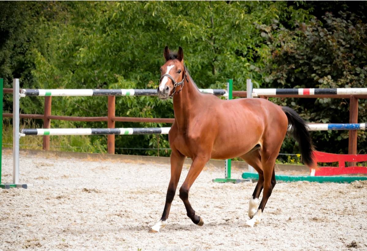 Entire Selle Français For sale 2023 Dark Bay