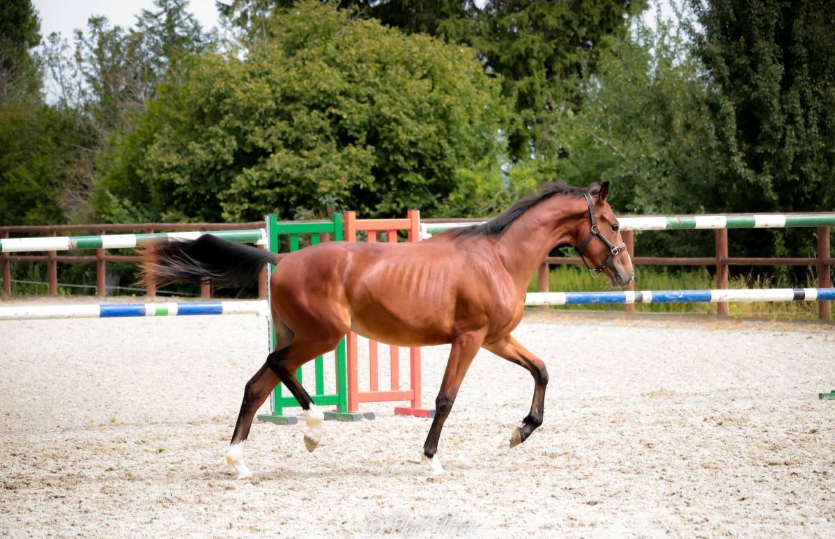 Entire Selle Français For sale 2023 Dark Bay