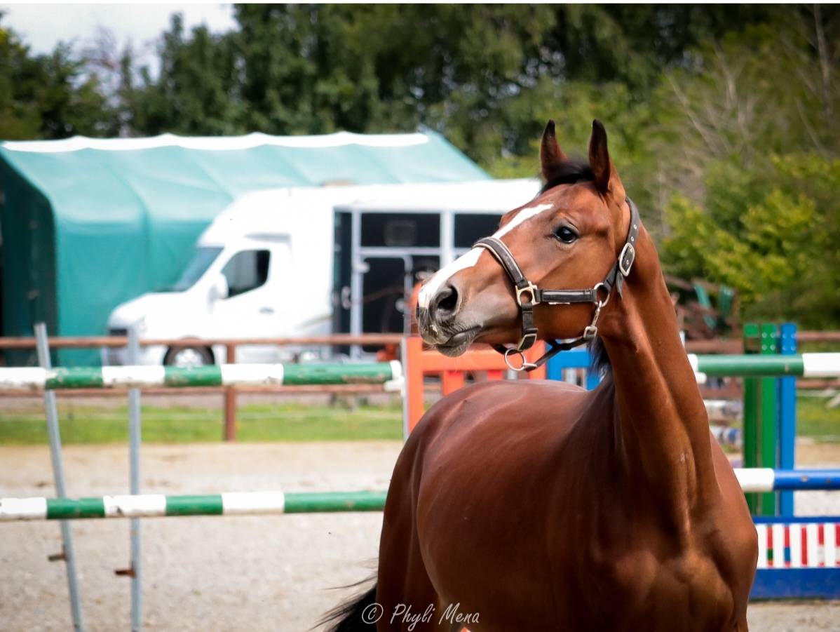 Entire Selle Français For sale 2023 Dark Bay