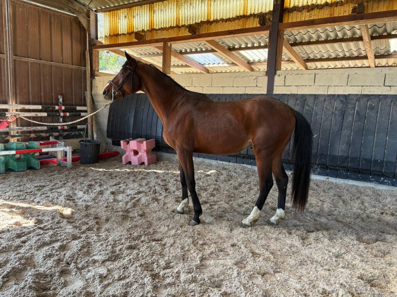 Gelding Selle Fran&ccedil;ais For sale 2023 Dark Bay
