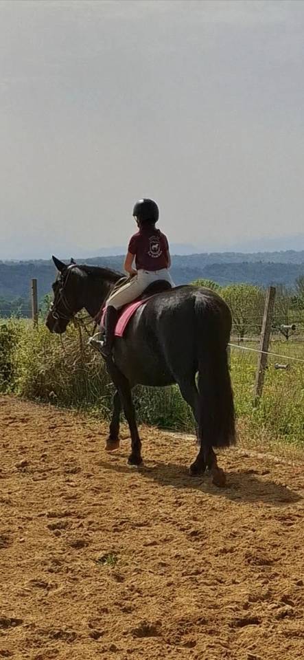 Mare PRE Pure Spanish Bred For sale 2011 Black