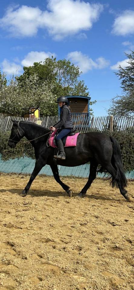 Mare PRE Pure Spanish Bred For sale 2011 Black