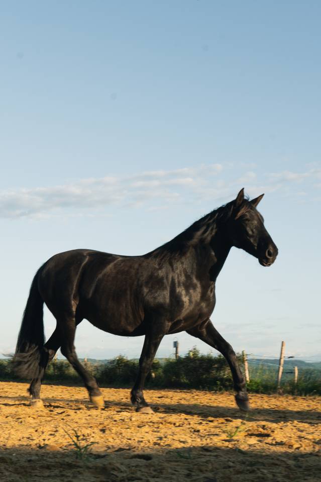 Mare PRE Pure Spanish Bred For sale 2011 Black