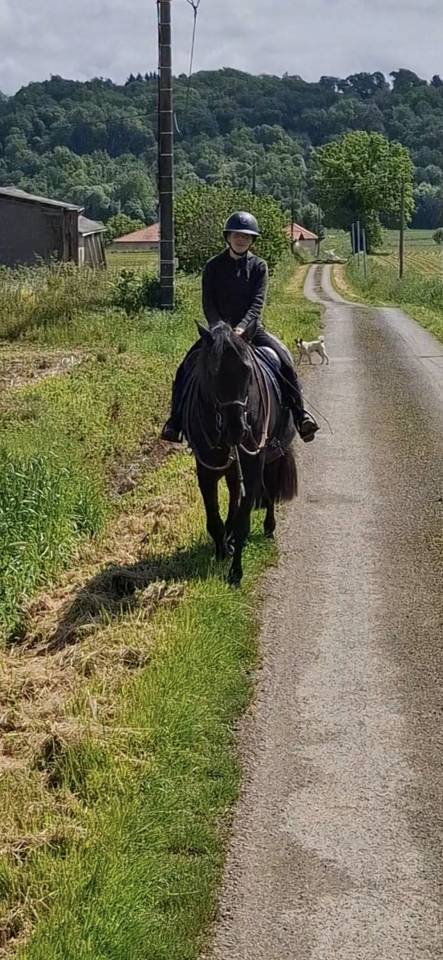 Mare PRE Pure Spanish Bred For sale 2011 Black