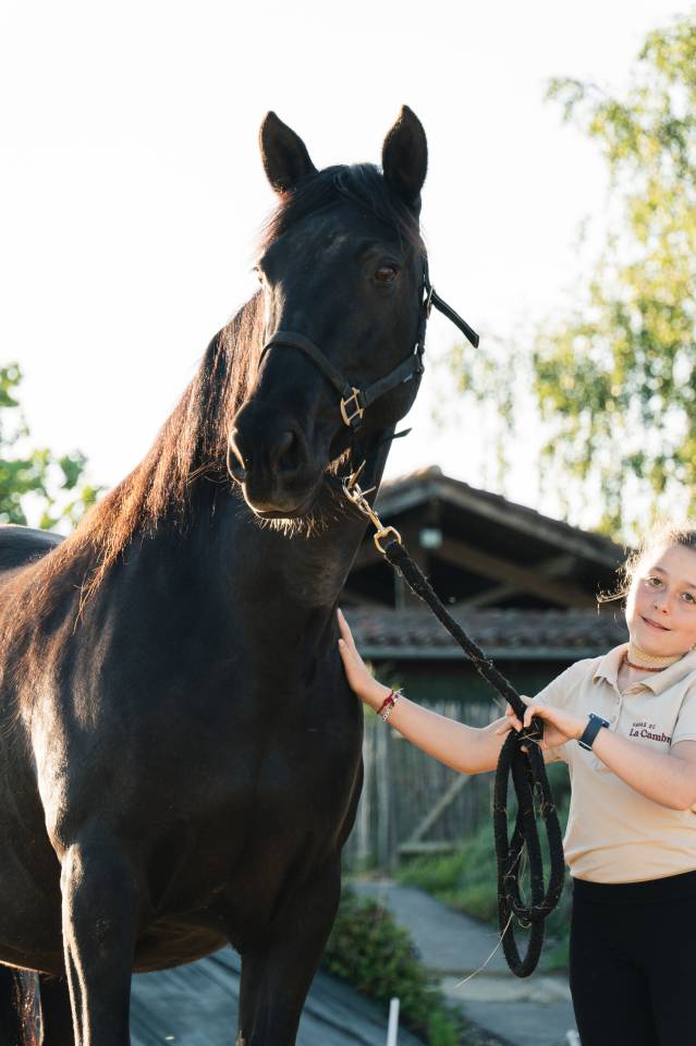 Mare PRE Pure Spanish Bred For sale 2011 Black