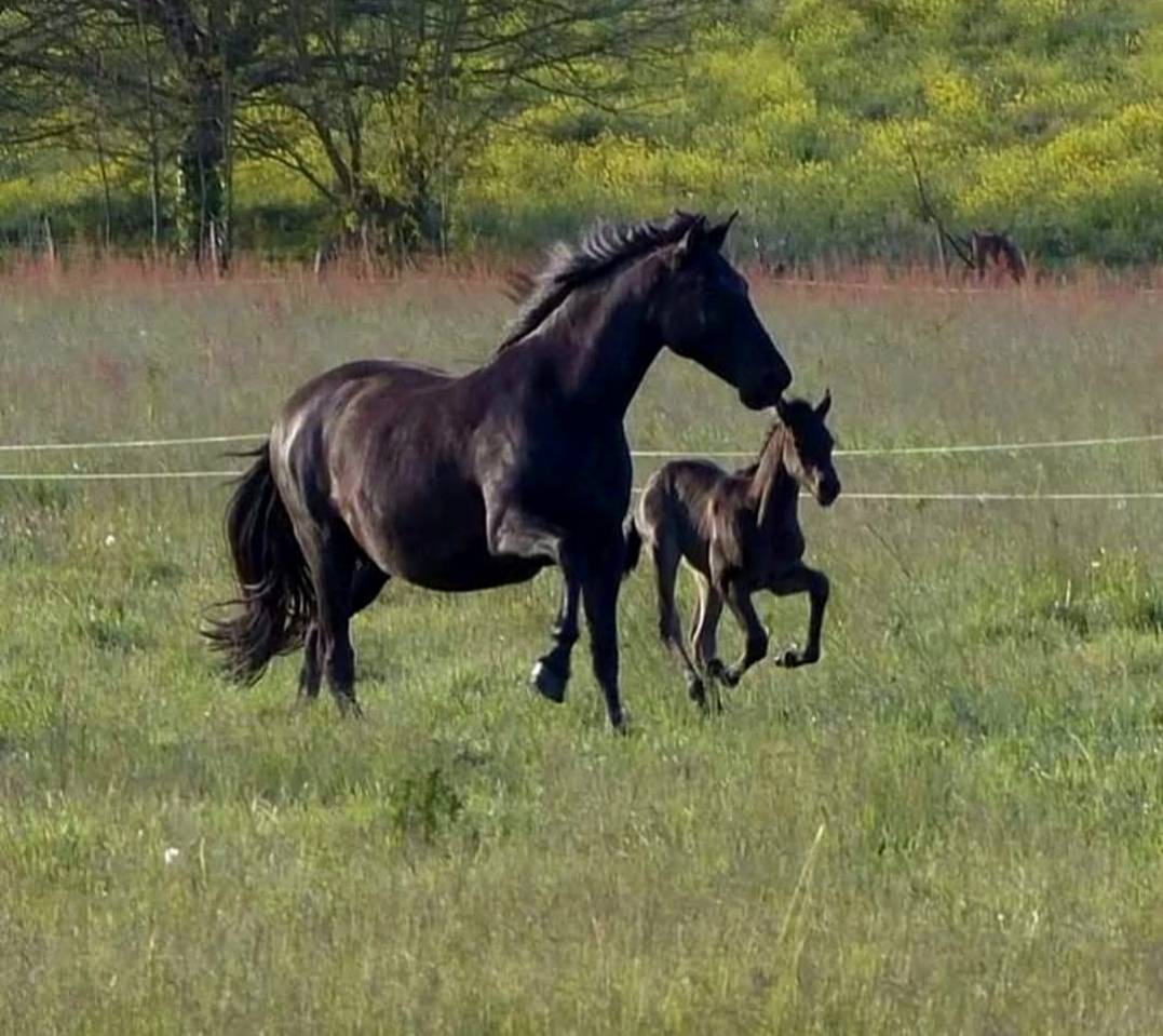 Mare PRE Pure Spanish Bred For sale 2011 Black