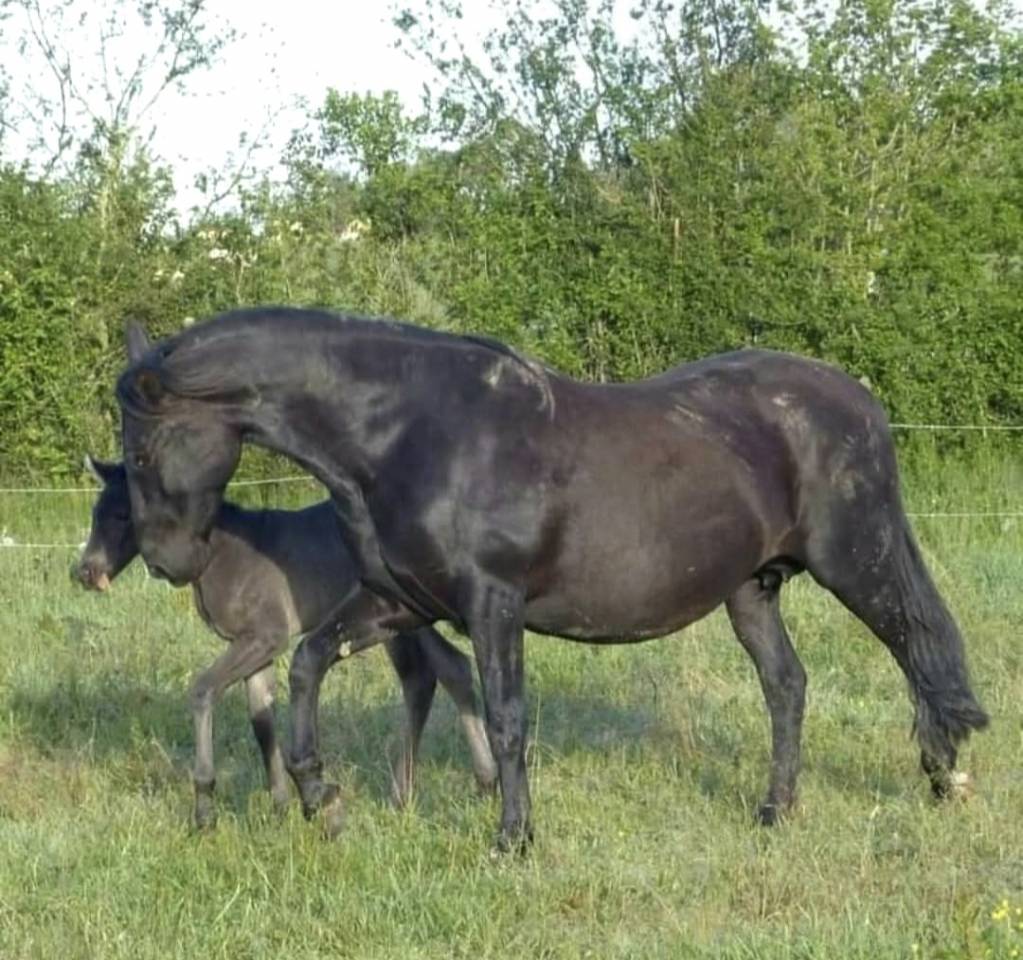Mare PRE Pure Spanish Bred For sale 2011 Black