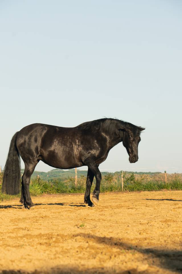 Mare PRE Pure Spanish Bred For sale 2011 Black