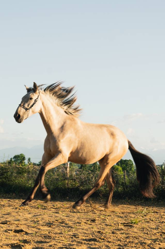 Filly PRE Pure Spanish Bred For sale 2023 Buckskin
