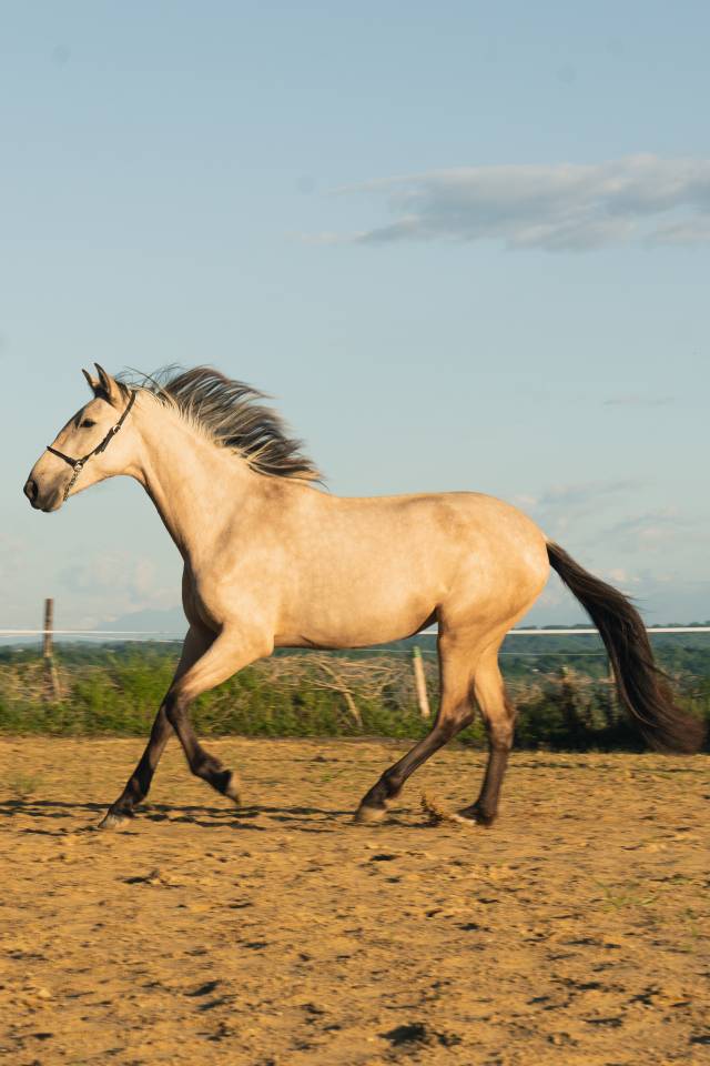 Filly PRE Pure Spanish Bred For sale 2023 Buckskin