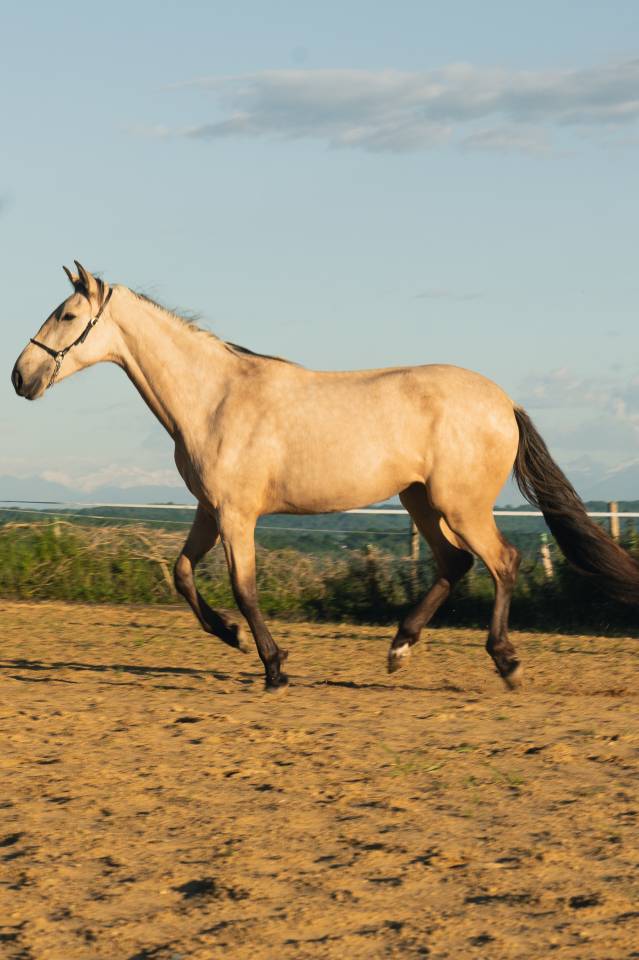 Filly PRE Pure Spanish Bred For sale 2023 Buckskin