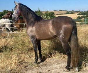 Entire PRE Pure Spanish Bred For sale 2020 Grey