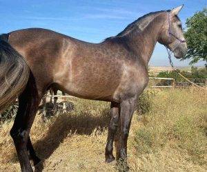 Entire PRE Pure Spanish Bred For sale 2020 Grey