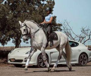 Gelding Lusitano For sale 2013 Grey