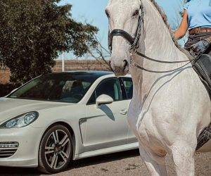 Gelding Lusitano For sale 2013 Grey