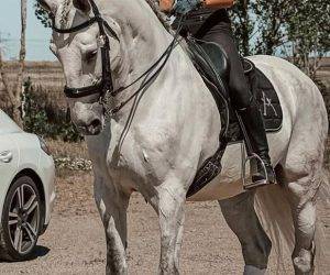 Gelding Lusitano For sale 2013 Grey