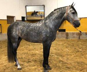 Entire PRE Pure Spanish Bred For sale 2018 Grey