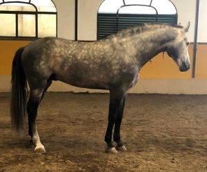 Entire PRE Pure Spanish Bred For sale 2018 Grey